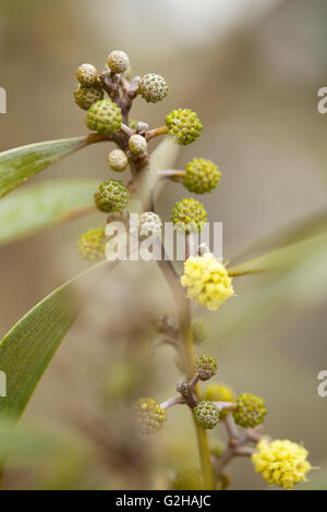 Koa flower blossoms, Hawaiian Legacy Hardwood, Kukaiau Stock Photo