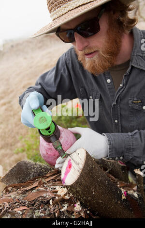 Workers remove and treat Faya bush on Koa tree, Hawaiian Stock Photo