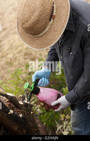 Workers remove and treat Faya bush on Koa tree, Hawaiian Stock Photo