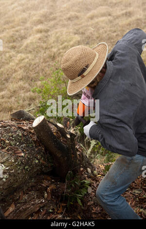 Workers remove and treat Faya bush on Koa tree, Hawaiian Stock Photo