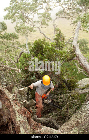 Workers remove and treat Faya bush on Koa tree, Hawaiian Stock Photo