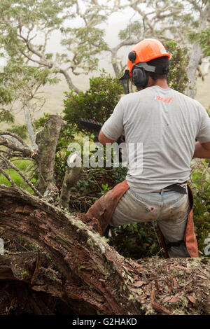 Workers remove and treat Faya bush on Koa tree, Hawaiian Stock Photo