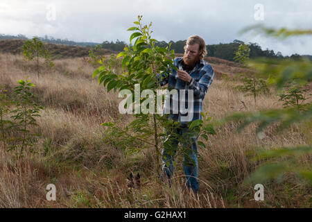 Field of out-planted Koa seedlings, Hawaiian Legacy Hardwood, Stock Photo