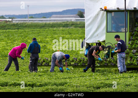 Harvesting lettuce in Tarleton, Lancashire, UK. June, 2016. Migrant farm workers travel to Tarleton each year to help with the cultivation and harvest of salad crops, which are then sold on to major UK supermarkets.  Agricultural-based employers may include farmers, farm co-operatives, grain elevators, green houses, food processors and nurseries.  Some may contract with farm labour contractors to oversee the hiring and payment of the migrant or seasonal crews. Credit:  Cernan Elias/Alamy Live News Stock Photo