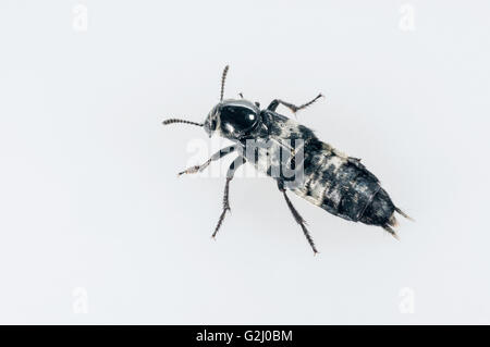 Hairy rove beetle, Creophilus maxillosus; native to eastern USA; cutout with white background Stock Photo