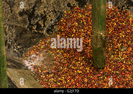 Large vat of coffee berries (beans) being washed at the first station in the coffee production process Stock Photo