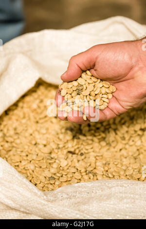 Man holding coffee seeds above a bag of coffee seeds at the Doka Coffee Estate, Costa Rica Stock Photo
