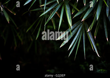 Green leaves, plants, trees for background, nature textured from tropical rain forest with toned color and selective focus Stock Photo