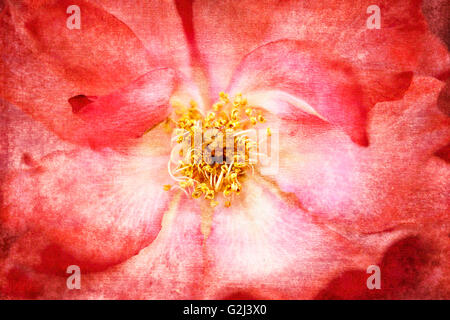Red Flower With Texture Overlay, Close-Up Stock Photo