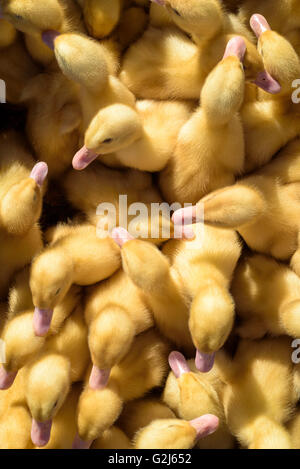 Young broiler chicks for sale at a local market in Russia Stock Photo