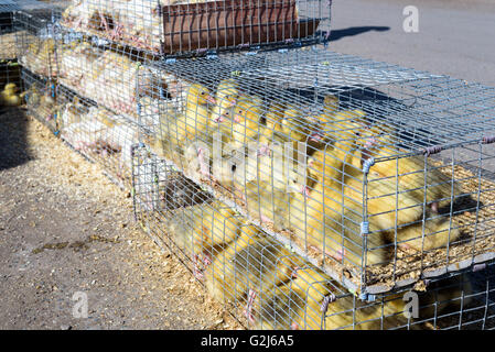 Caged white broiler chickens and yellow chicks for sale at a market stall in cages in Raevka, Republic of Bashkortostan, Russian Stock Photo