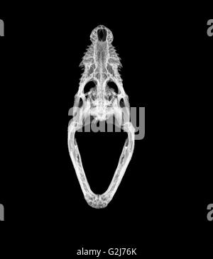 X-ray of a skull of a Nile crocodile on black background Stock Photo