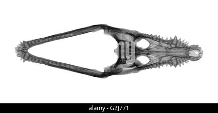 top view X-ray of a skull of a Nile crocodile on white background Stock Photo