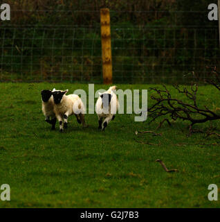 Adorable lambs racing around together playing & having fun leaping off a fallen tree trunk playful running together in the sun Stock Photo