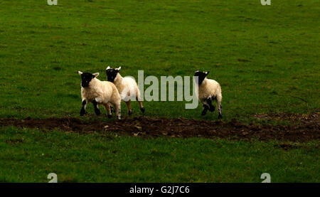 Adorable lambs racing around together playing & having fun leaping off a fallen tree trunk playful running together in the sun Stock Photo