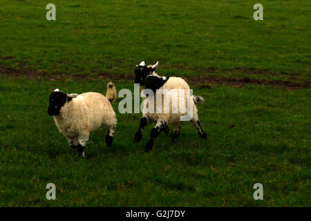 Adorable lambs racing around together playing & having fun leaping off a fallen tree trunk playful running together in the sun Stock Photo