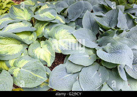 Hostas, Hosta 'Color Glory', and Hosta 'Blue Mammoth' with big leaves, perennial plant Stock Photo