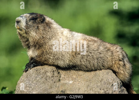 Hoary Marmot (Marmota caligata), Mount Rainier National Park, Washington, USA Stock Photo