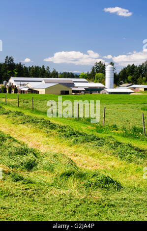 Cut hay lays in a field near a farm in Cowichan Bay, British Columbia. Stock Photo