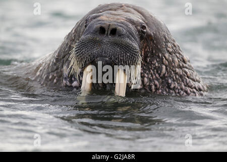 Walrus, Odobenus rosmarus, In the water, Svalbard, Norway