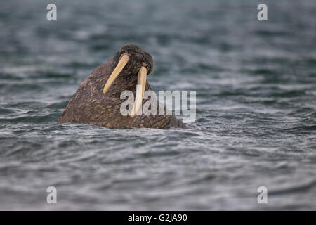 Walrus, Odobenus rosmarus, In the water, Svalbard, Norway Stock Photo