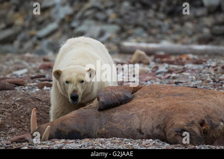 Walrus and Polar Bear Stock Photo: 80683099 - Alamy