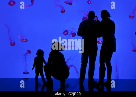 Visitors view jellyfish in Planet Jellies Gallery at Riply's Aqarium of Canada at base of CN Tower, Toronto, Canada Stock Photo