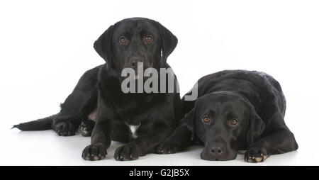 two black labrador retrievers laying down on white background Stock Photo
