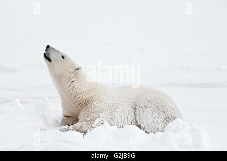 Polar bear Ursus maritimus lying on frozen tundra, Churchill, Manitoba, Canada Stock Photo