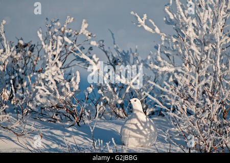 Willow ptarmigan  on hoarfrost covered tundra, Churchill, Manitoba, Canada Stock Photo