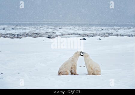 Polar bears sparring Ursus maritimus on frozen tundra, Churchill, Manitoba, Canada Stock Photo