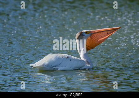 American white pelican (Pelecanus erythrorhynchos) in man-made pond by the fountain, Winnipeg, Manitoba, Canada Stock Photo