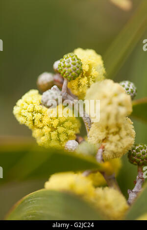 Koa flower blossoms, Hawaiian Legacy Hardwood, Kukaiau Stock Photo