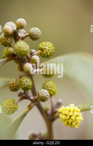 Koa flower blossoms, Hawaiian Legacy Hardwood, Kukaiau Stock Photo