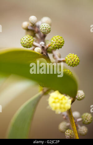 Koa flower blossoms, Hawaiian Legacy Hardwood, Kukaiau Stock Photo