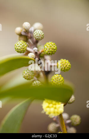 Koa flower blossoms, Hawaiian Legacy Hardwood, Kukaiau Stock Photo