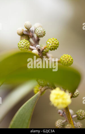 Koa flower blossoms, Hawaiian Legacy Hardwood, Kukaiau Stock Photo