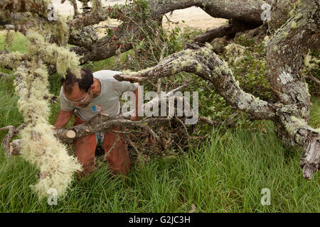 Workers remove and treat Faya bush on Koa tree, Hawaiian Stock Photo