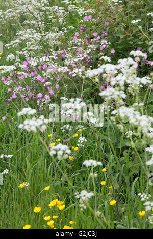 Red Campion (Silene dioica), Buttercups and Cow Parsley (Anthriscus sylvestris) in a spring meadow hedgerow, England, UK Stock Photo