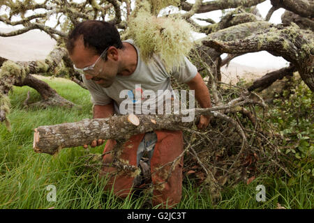 Workers remove and treat Faya bush on Koa tree, Hawaiian Stock Photo