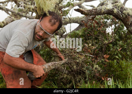 Workers remove and treat Faya bush on Koa tree, Hawaiian Stock Photo