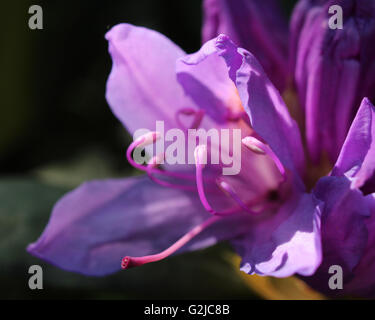 The beautiful lavender flowers of a Rhododendron shrub, flowering in the dappled shade in a springtime woodland.in bloom Stock Photo