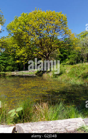 Woodland Ponds, Cyfarthfa Castle, Merthyr Tydfil, South Wales, UK. Stock Photo