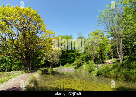 Woodland Ponds, Cyfarthfa Castle, Merthyr Tydfil, South Wales, UK. Stock Photo