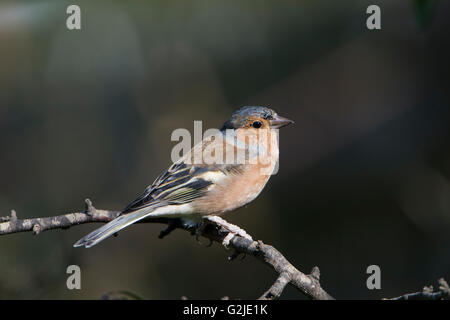 a male Chaffinch (Fringilla coelebs) perched against dark background in suburban garden, East Sussex, UK
