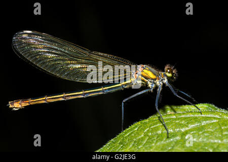 Banded demoiselle (Calopteryx splendens) female. Damselfly with metallic blue-green body, family Calopterygidae Stock Photo