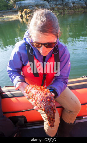 A young woman on a zodiak gets up close a large sea cucumber Great Bear Rainforest Central British Columbia Coast British Stock Photo