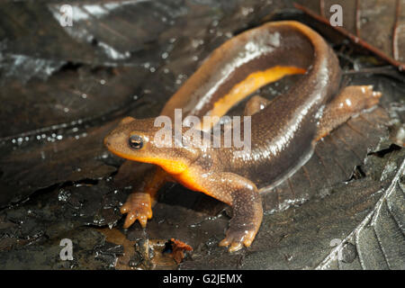 Male rough-skinned newt (Taricha granulosa), temperate rainforests ...