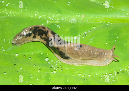 Banana slug (Ariolimax columbianus), temperate rainforest, coastal British Columbia, Canada. Stock Photo