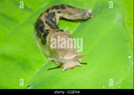 Banana slug (Ariolimax columbianus), temperate rainforest, coastal British Columbia, Canada. Stock Photo